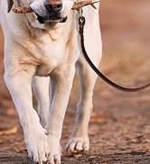 Dog Sunglasses Dog Goggles for Medium and Large Breed Dogs Eye Protection — collection imagery
