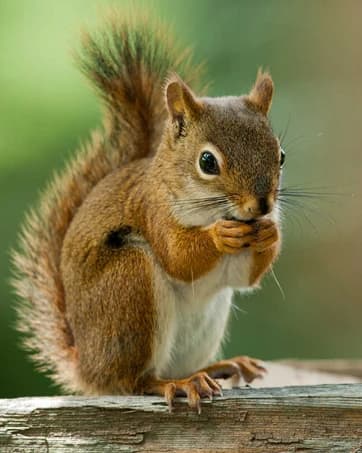 Squirrel-Proof Cedar Hopper Bird Feeder — collection imagery