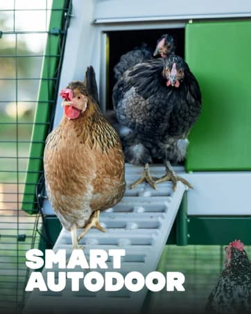 Insulated Chicken Waterer, 3 Gallon | Automatic Poultry Water Dispenser with 5 Cups and Nipples Included | — collection imagery