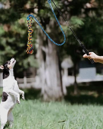 Flirt Pole for Dogs — Interactive Pole for Small — collection imagery