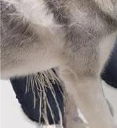 10 Inch Horse Brush – Horse Shedding Blade Made in USA - Removes Loose Hair and Undercoat - Deshedding Tool for — collection imagery