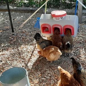 OverEZ Chicken Feeder - Holds — 50 Pounds of Feed - Inside or Outside Hen Coop - Large Gravity Fed Automatic — collection imagery