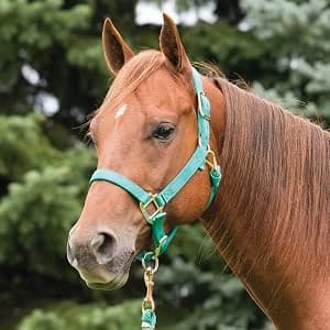 Supply Original Non-Adjustable Nylon Horse Halter – Durable Nylon — Weight to Halter Size Ratio
