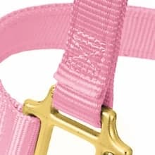 Supply Original Non-Adjustable Nylon Horse Halter – Durable Nylon — Box-stitched stress points for added strength.