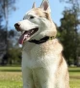 Pathfinder 2 GPS Dog Tracker e Collar 9 Mile Long Range LED Light No Monthly fees Free App Waterproof — collection imagery